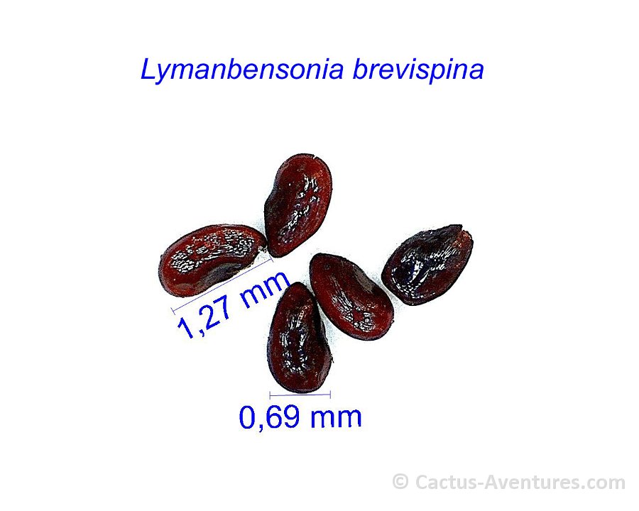 Lymanbensonia brevispina GC
